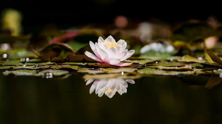 On Meditation and Life | May Newsletter